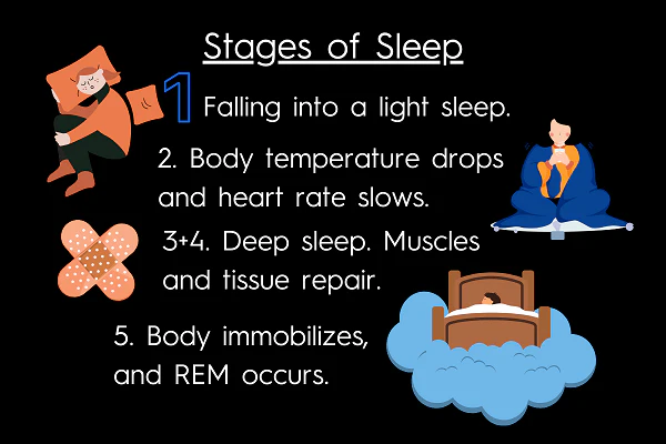 Five stages of sleep